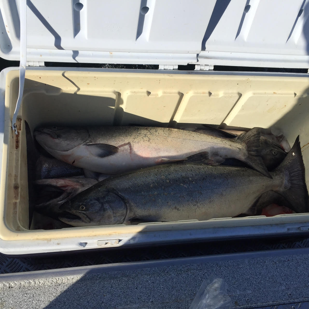 fish in box.jpg