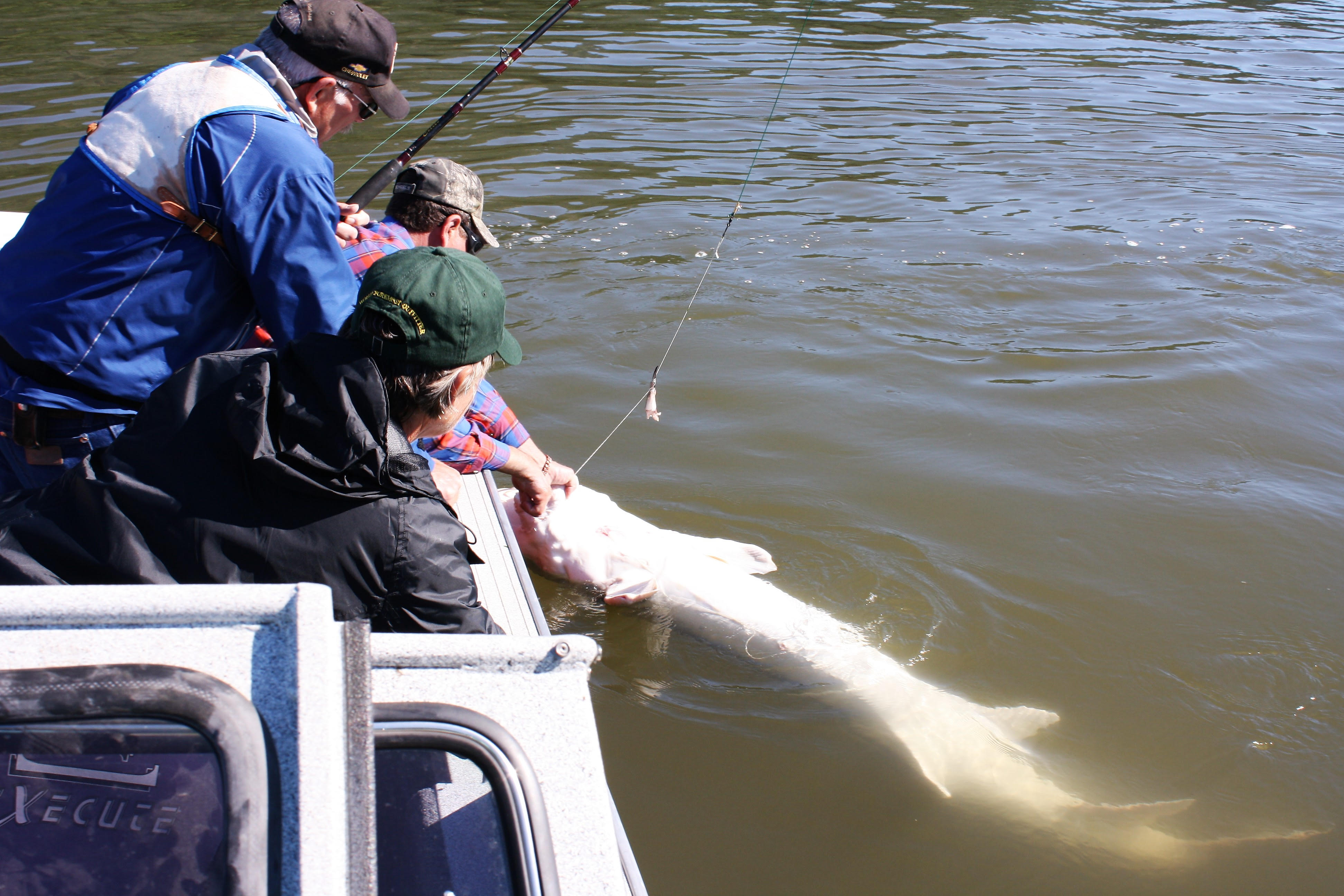 grabbing the fish.jpg