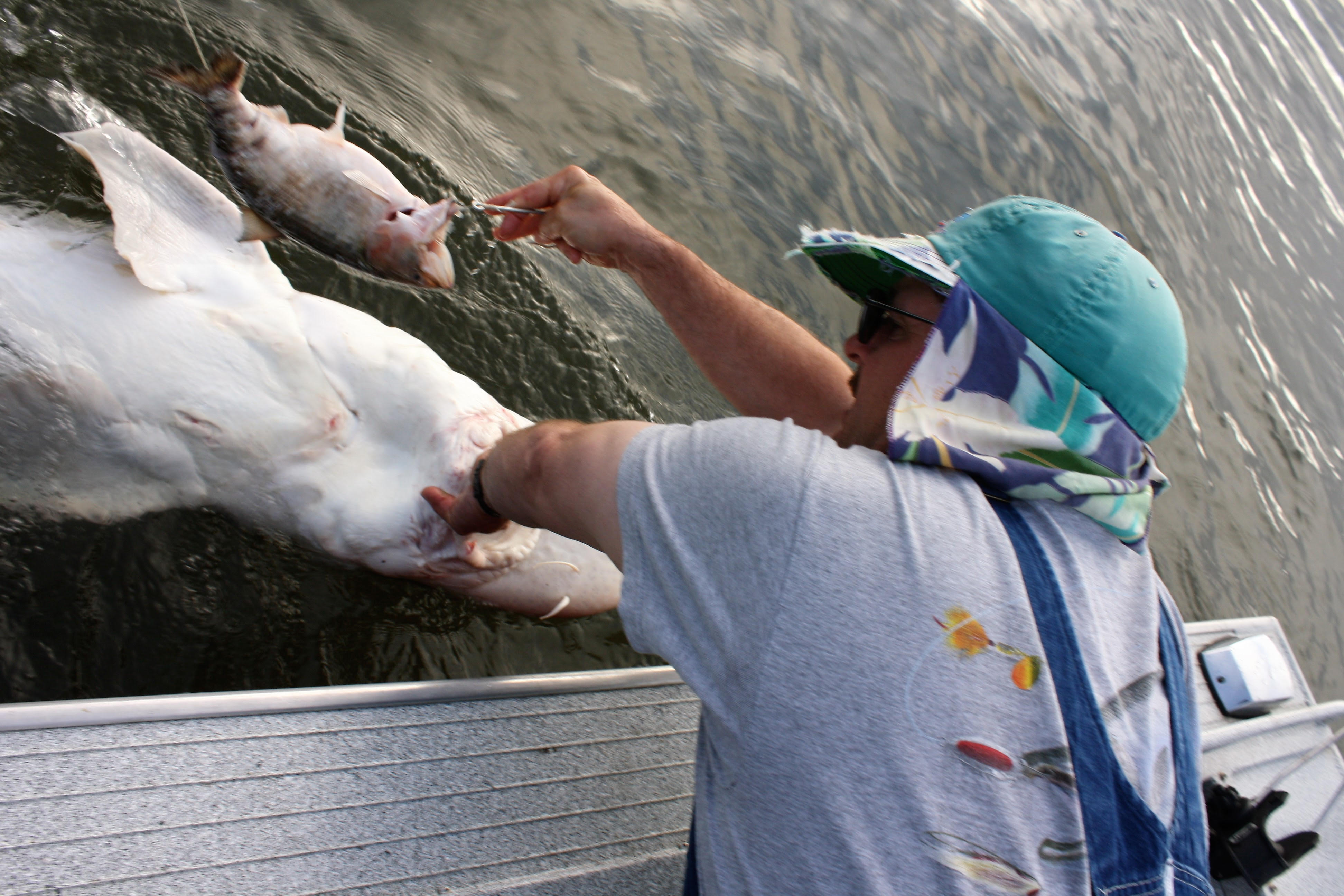 Big fish take big bait. May be able to use this one again.jpg
