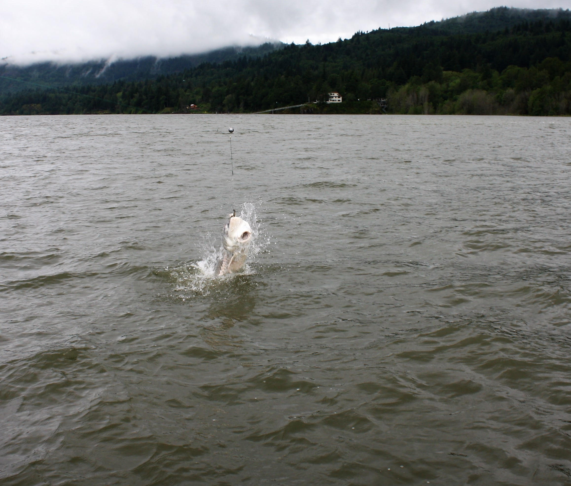 Lana Schock's sturgeon.jpg