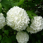 Virbunum