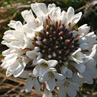 Thlaspi