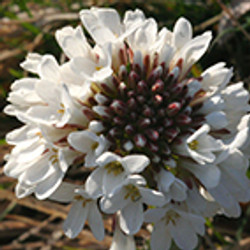 Thlaspi