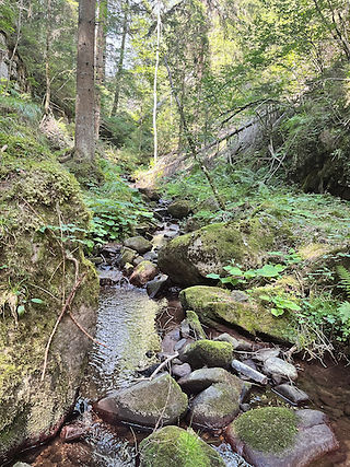 bosco per il forest bathing in Val di Fiemme