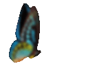 Butterfly_o_Mariposa.gif