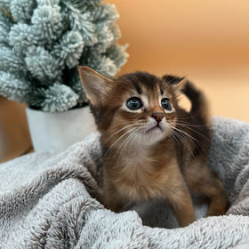 Somali Fluffy Cat 2ドル銀貨 Somali Fluffy Cat 2ドル銀貨 Somali Fluffy Cat 2ドル銀貨