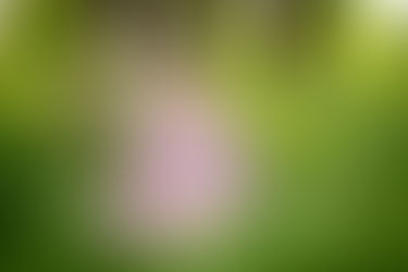 Gravide Ditte på Damhusengen