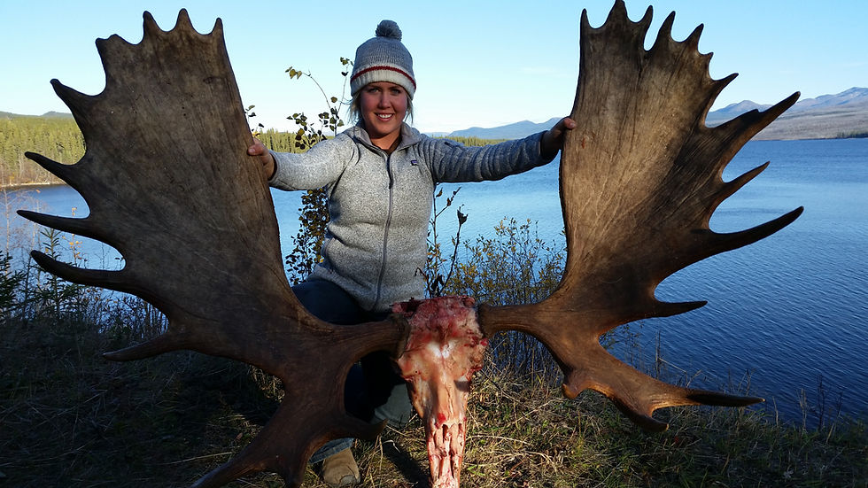 Woman kneeling with large Canadian moose rack