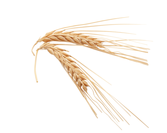pngtree-spikelets-of-barley-nature-png-image_11249328.png