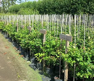flyinge plantskola öppettider flyinge plantskola öppettider