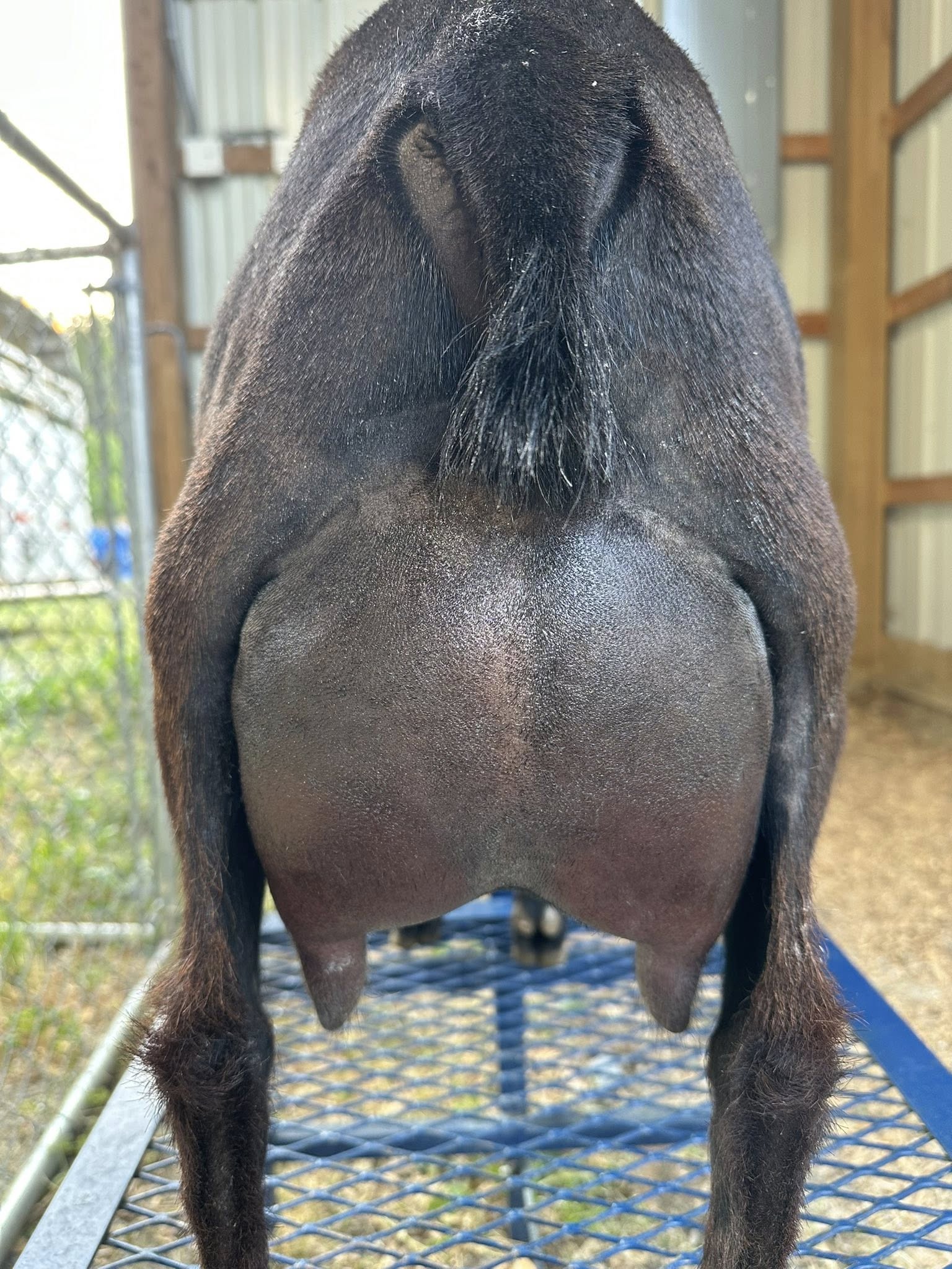 River | Premium Dairy Goats