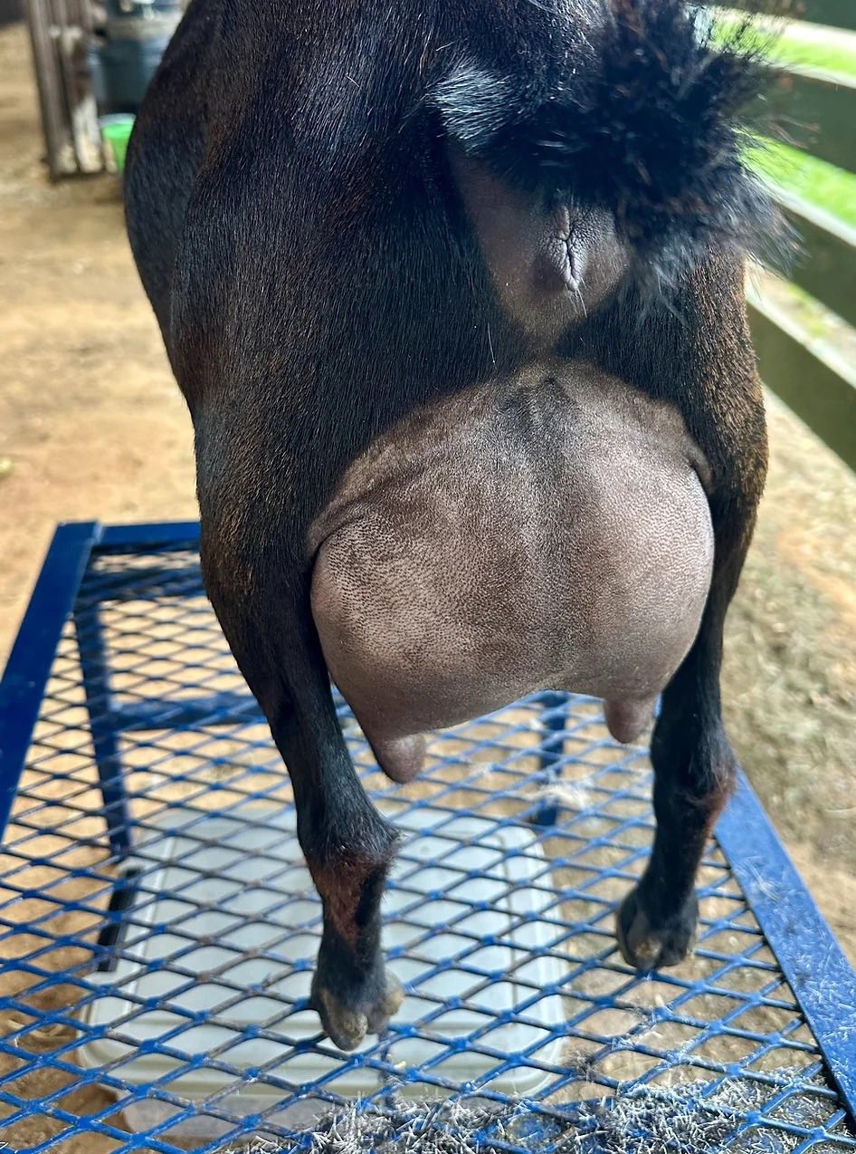 River | Premium Dairy Goats