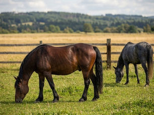 Two horses graze in a grassy pasture beside a wooden fence, with rolling hills and cloudy sky in the background.