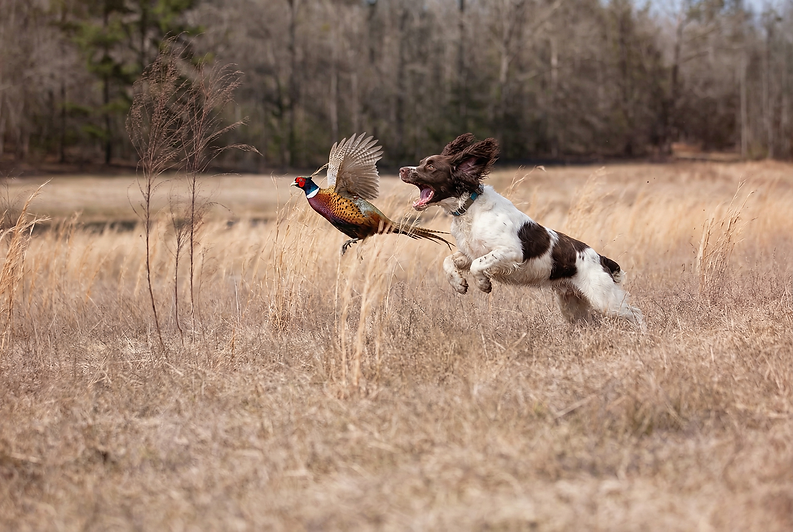 leaping_spaniel_pheasant_1 2.PNG
