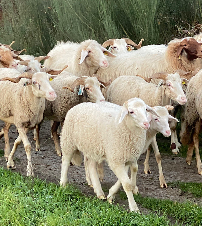 B-SerraIsBurning-sheep-neighbors.jpeg
