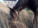 Jaaropleiding tot coach met de hulp van paarden