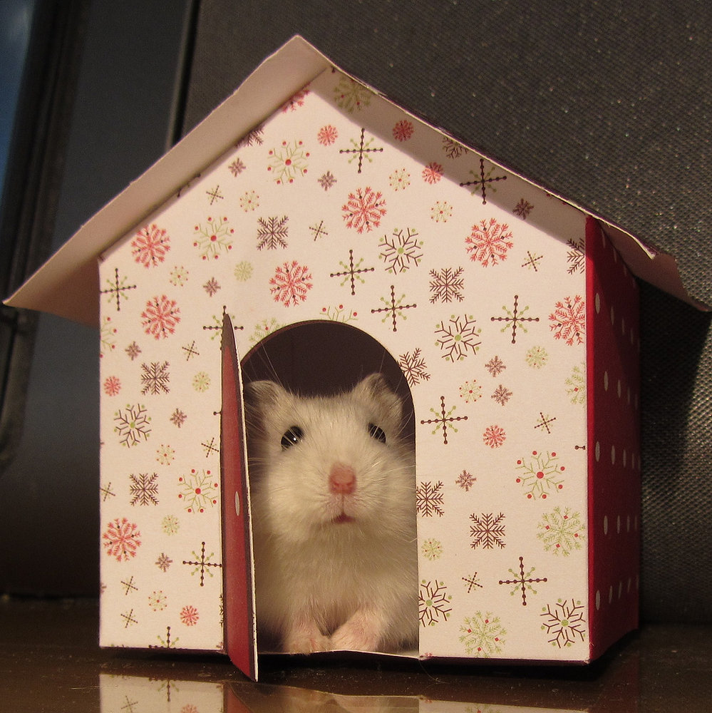 Picture of Hamster safety