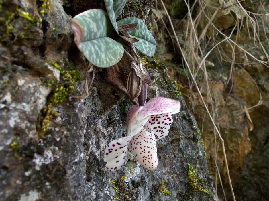 The landscape of southern China hosts many orchid species such as this Paphiopedilum species. Most are hanging on in areas difficult to reach, and thus with very limited harvesting. (Photo: R.P. Shefferson)