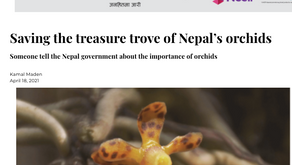 Orchid trade highlighted in the Nepali Times