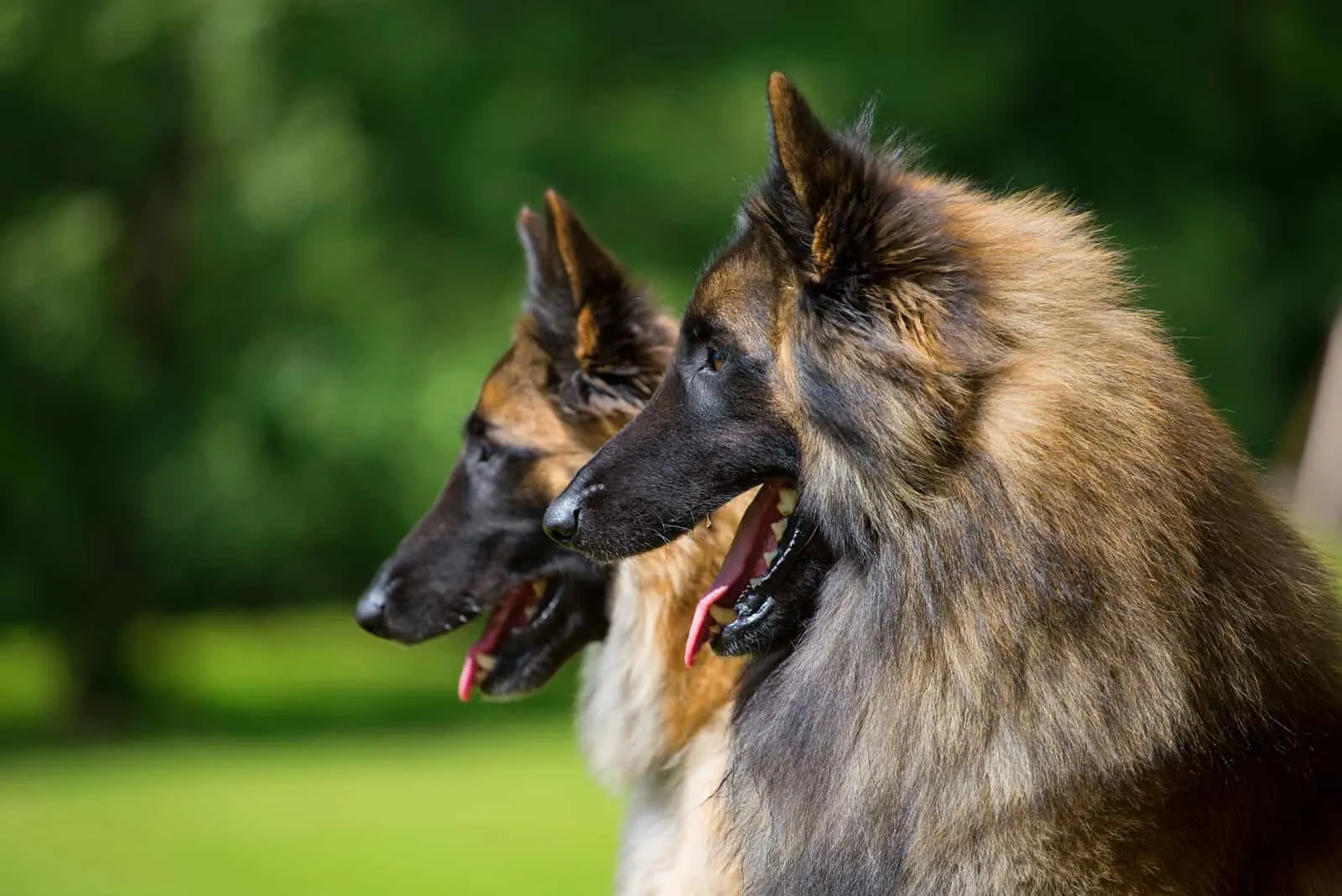 belgian tervuren