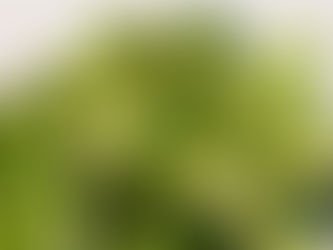 8 receitas com brócolis saudáveis e gostosas