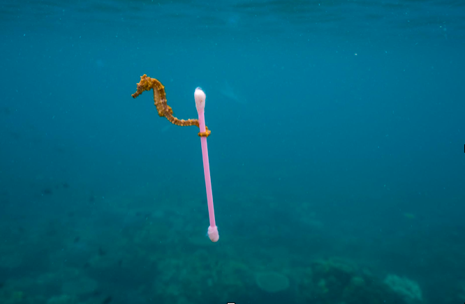 Seahorse that has picked up a plastic swab.