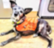 338 SASHA jpeg.jpeg
