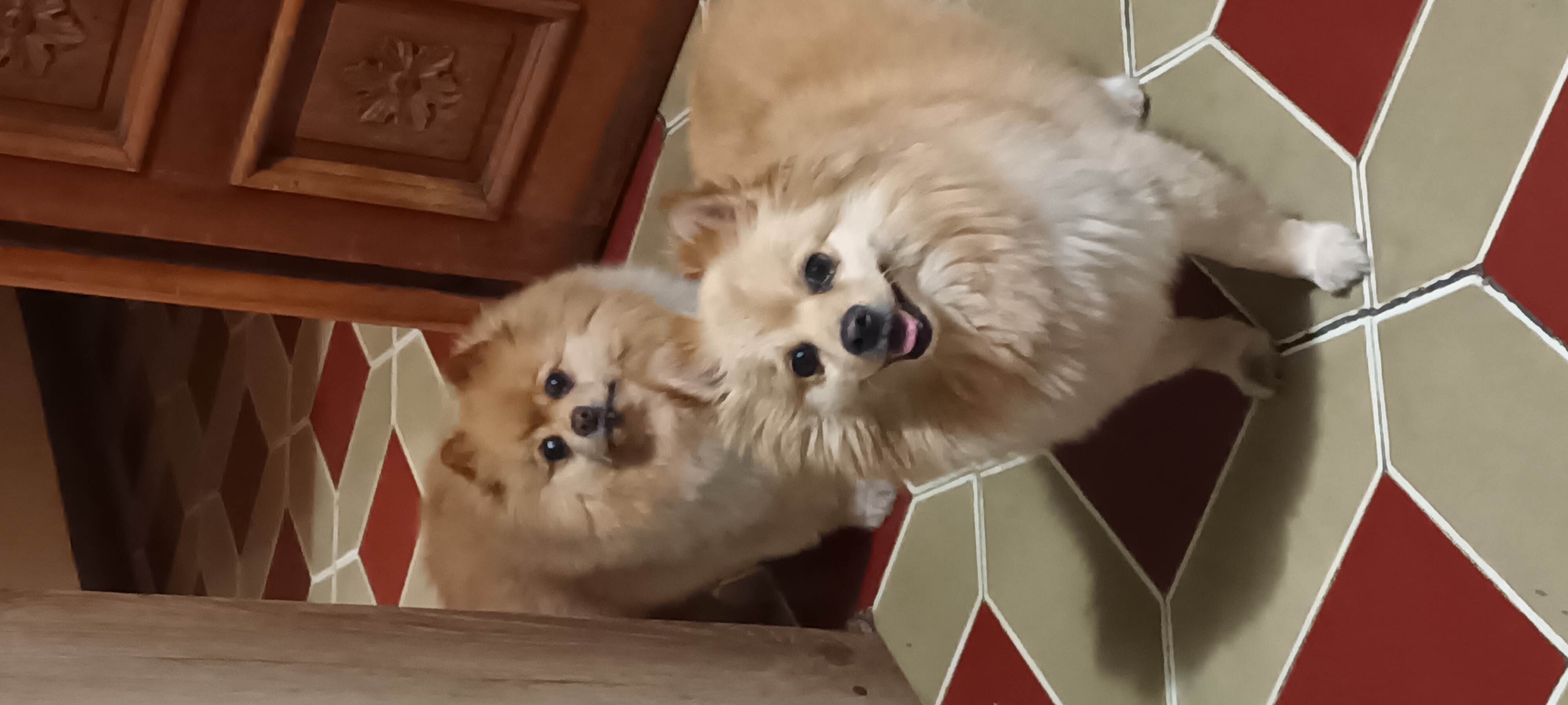 Luna y Poncho