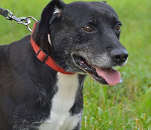 DANTE - x labrador noir/blanc 10 ans (8 ans de refuge)  Refuge de l'Esperance à Orange (84) 01a82c_1292c3adbce34487b376853d45f30bff%7Emv2