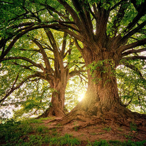 tree-3822149_1920.jpg