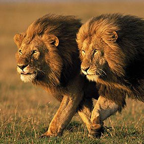 two-male-lions-Kenya-631.jpg