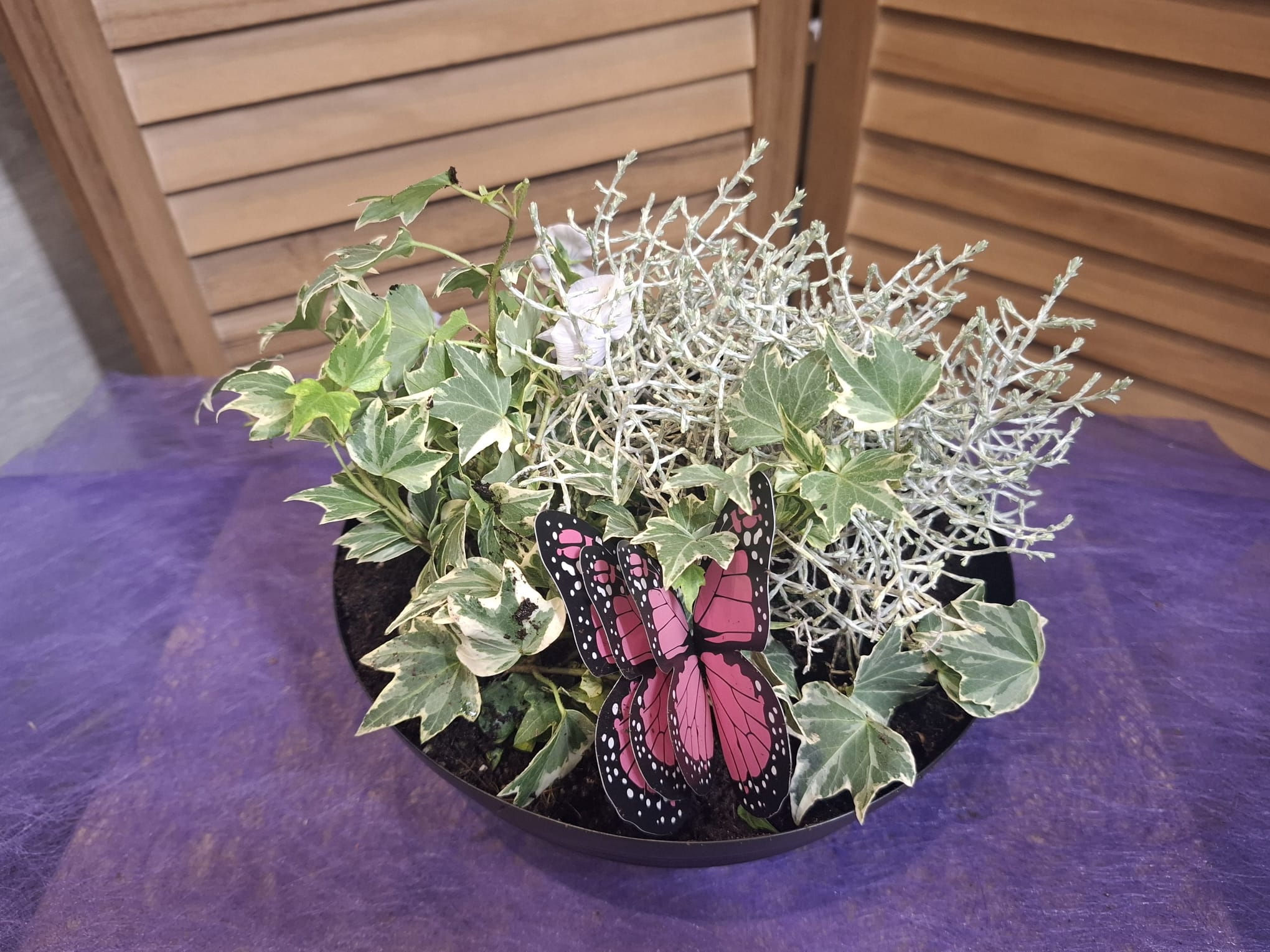 Montage de plantes vivaces (TOU013)