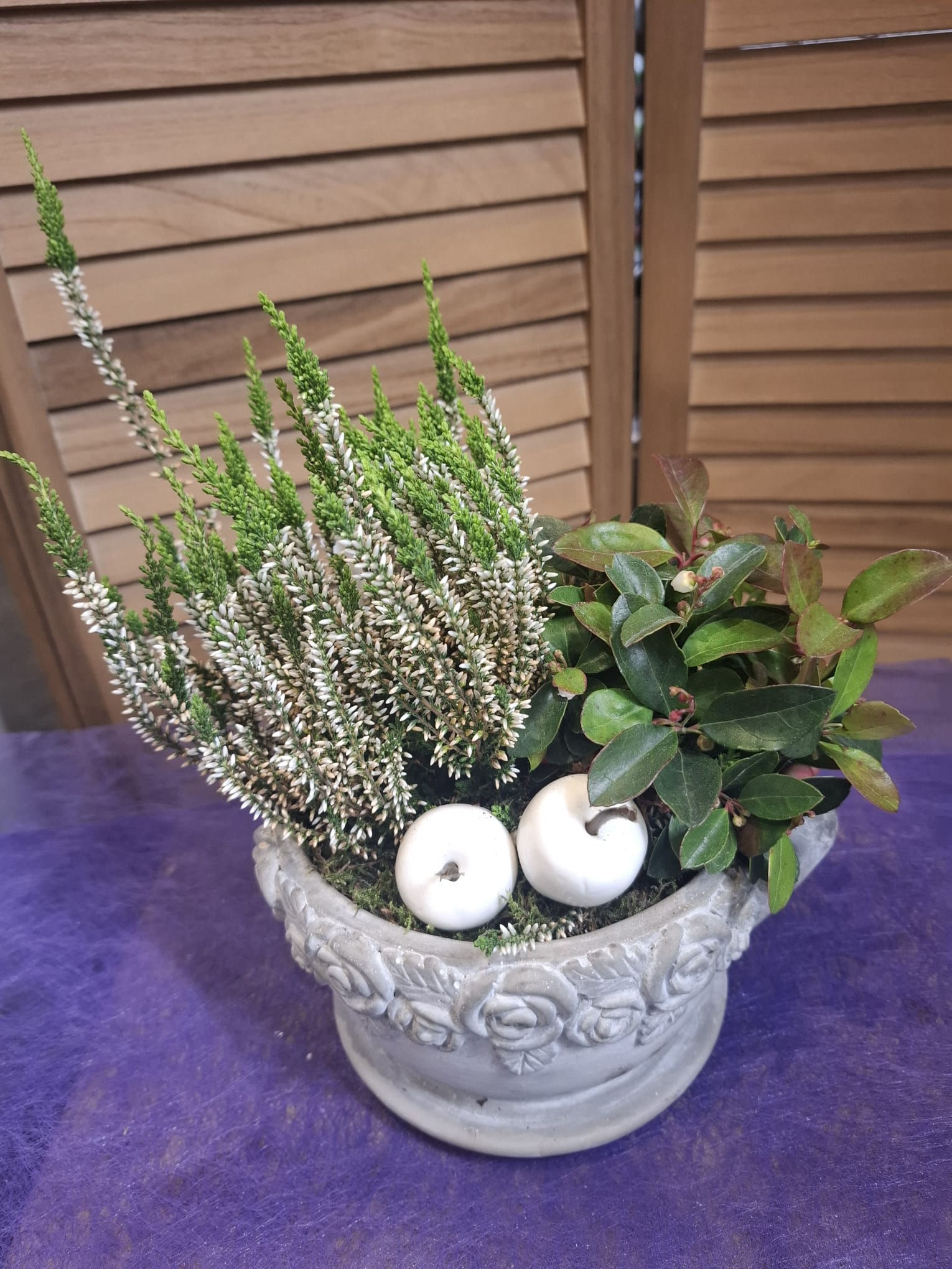 Montage de plantes vivaces (TOU001)