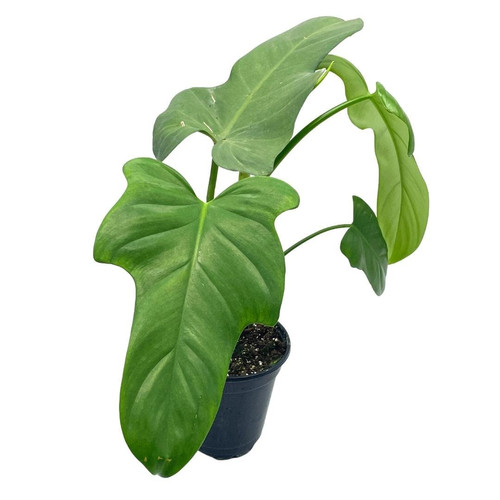 Horse Head Philo, Philodendron Bipennifolium, 4 inch pot BubbleBlooms