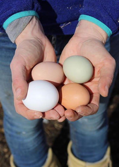 Miniature : Abonnement 2026 PANIER DES RÉCOLTES