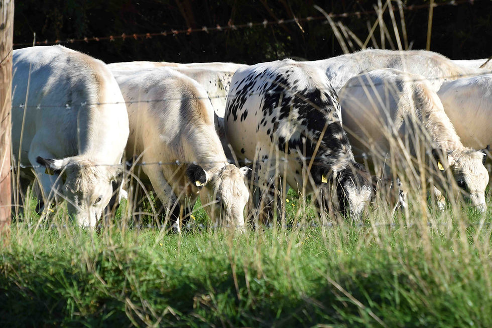 WOODFIELD HERD HOSTS AGM & AWARDS PRESENTATIONS
