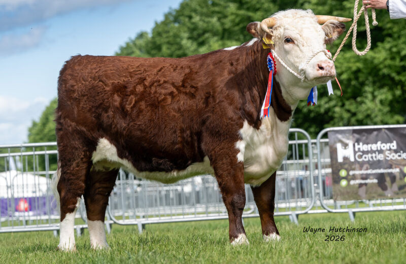 Reserve Breed Champion Poolhullock Amorous 9th, bred and exhibited by Mr J Helme