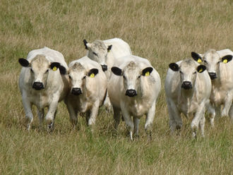 Store & finished cattle buyers wanted