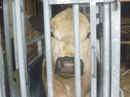 Bull Inspections & Covid-19: What you need to know