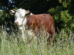 THBC 2026 census highlights at-risk cow family lines