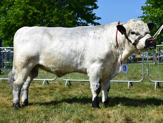 Alcroft and Tollesbury herds win top honours at South Suffolk Show