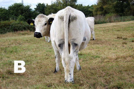 Junior Heifer 3 rear (2).jpg