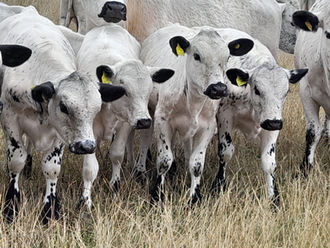 Breed Statistics, calculated Jan 2026