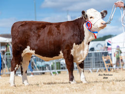 Traditional Herefords at National Hereford Show, Tenbury Wells