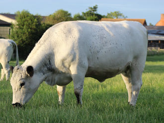 Discovering commercial viability within a minority breed