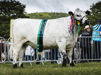 BWCS National Show, Royal Three Counties