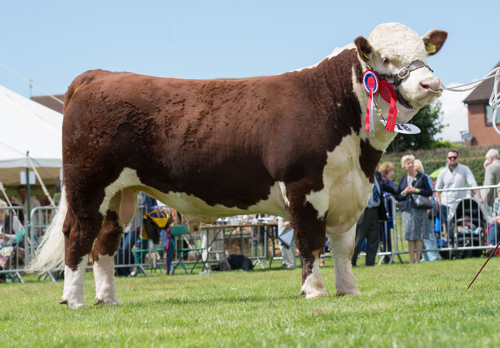 National Hereford Show 2017