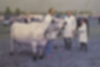 Steve is pictured here with Hevingham Bluetit, showing in the British White breed classes alongside long-time friend Leslie Cook of the Albany herd