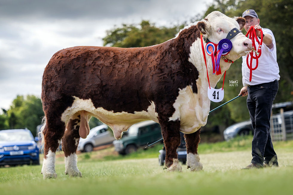 Bawnlea Fighter Fury