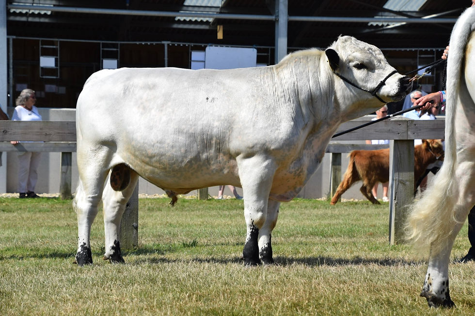 Reserve Breed Champion Castrum Augustus from Mrs Jan Walton, Chester